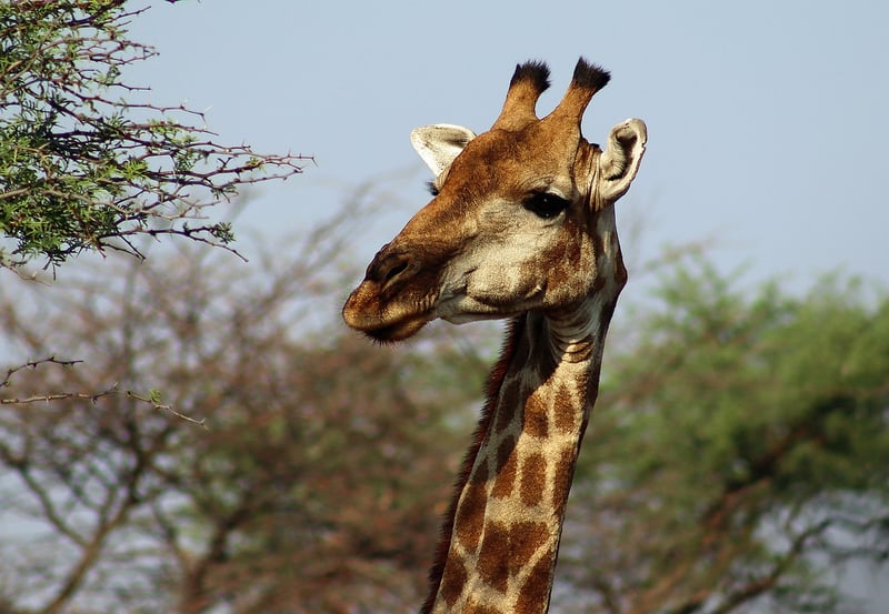 Safari Lodges